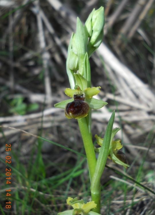 Ophrys in riviera di levante